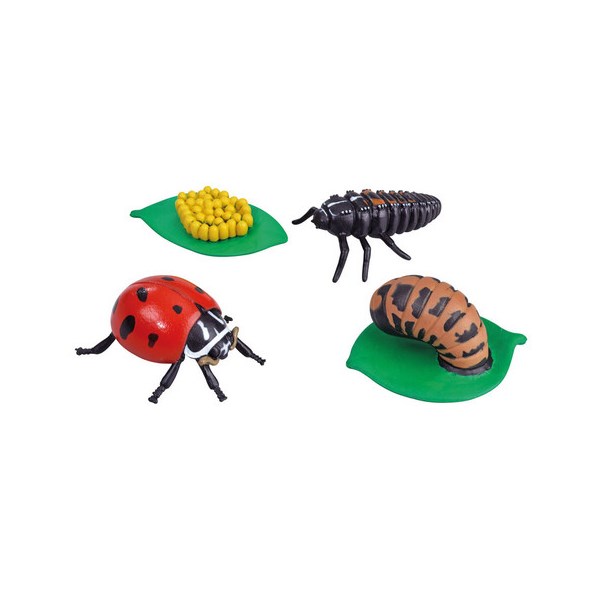 Vom Ei zum Marienkäfer