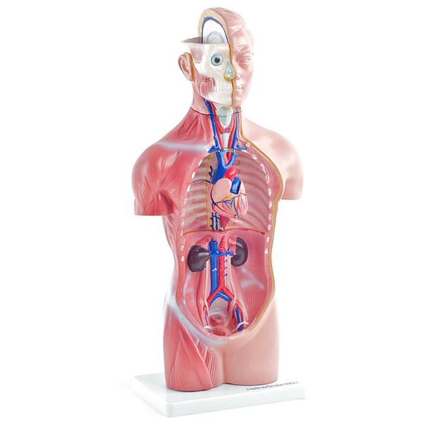 GESCHLECHTSLOSER MENSCHLICHER TORSO