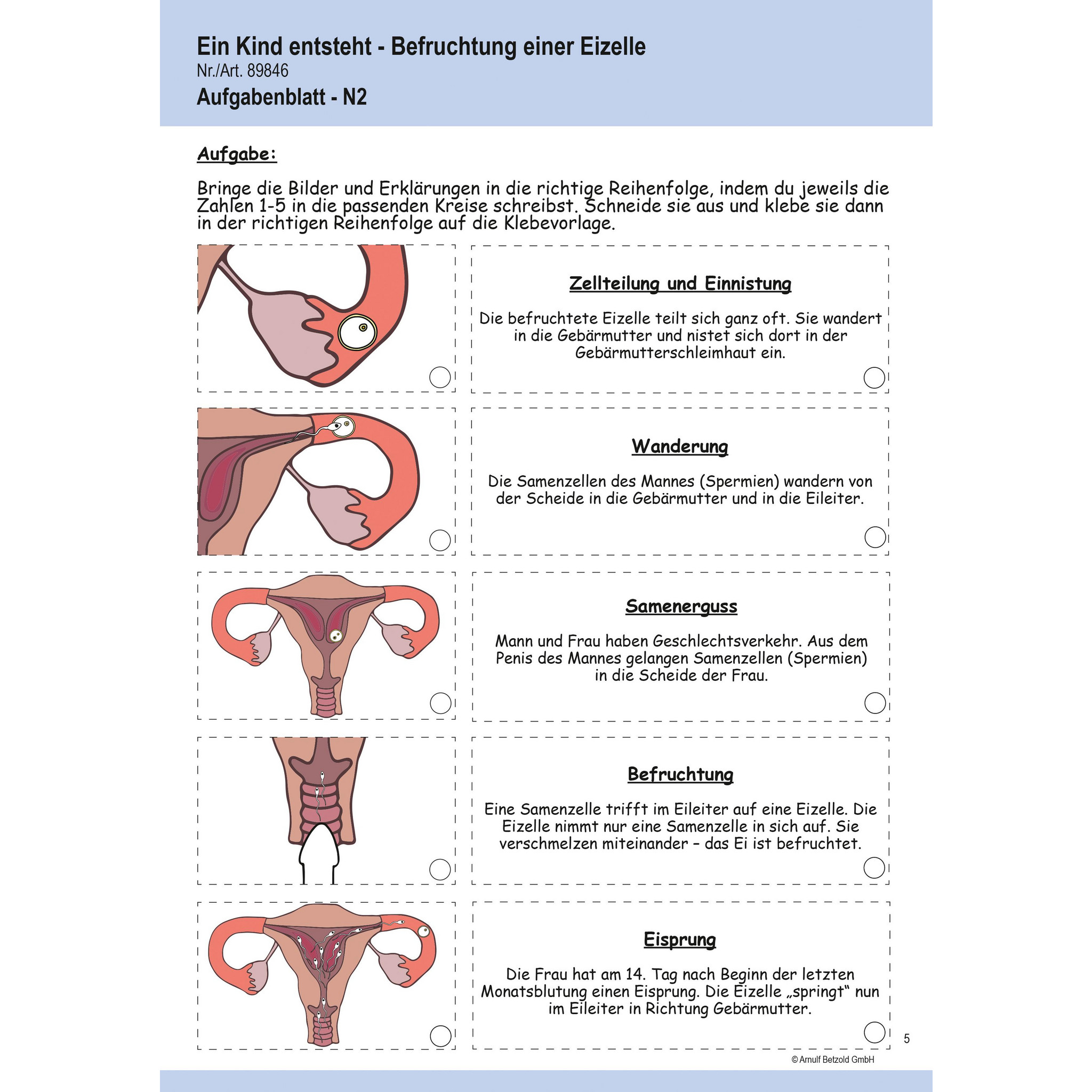 Betzold Ein Kind entsteht