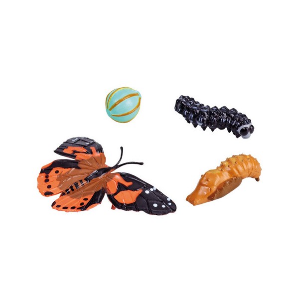 Von der Larve zum Schmetterling