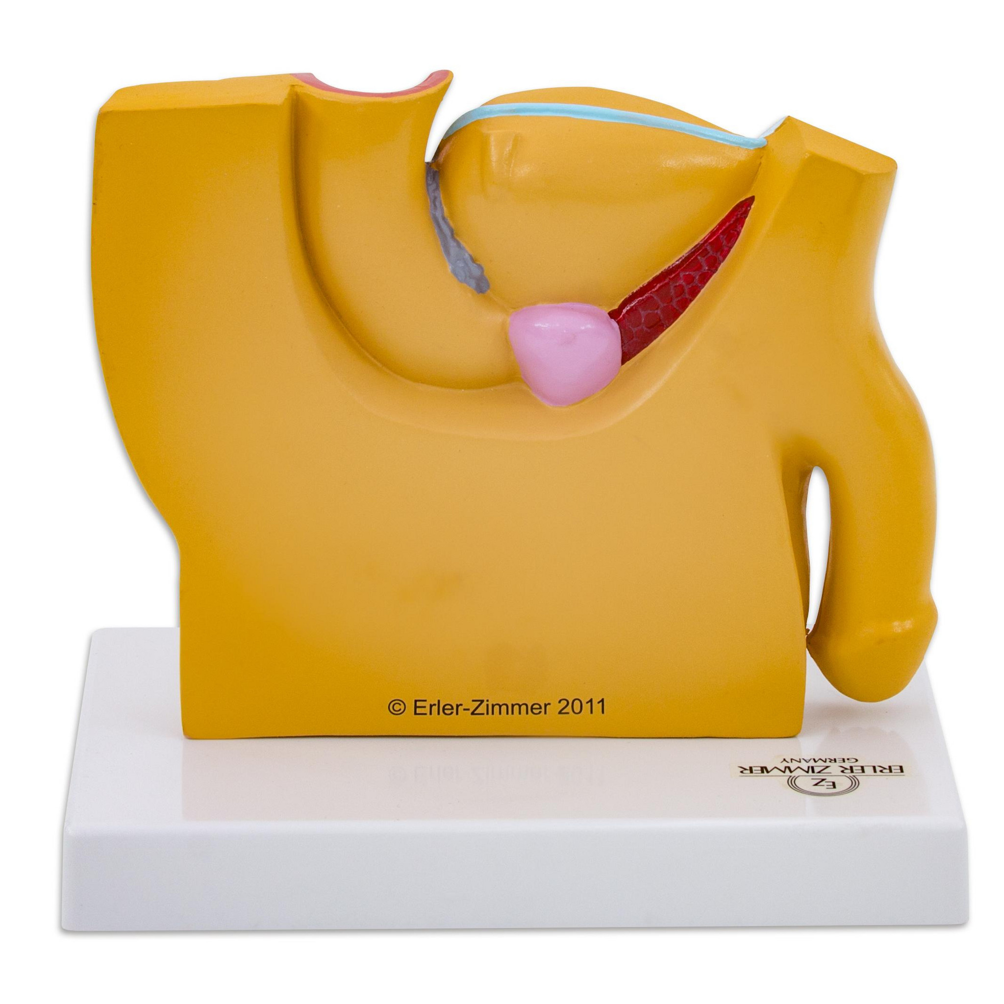 Männlicher Beckenschnitt