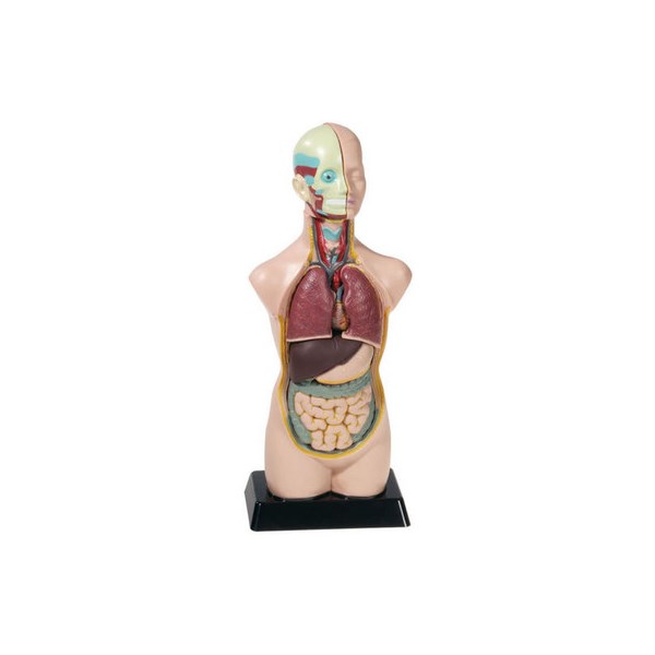 Torso, Höhe ca. 50 cm