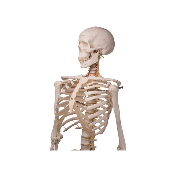 Menschliches Skelett Modell - lebensgroß mit flexibler einstellbarer Wirbelsäule