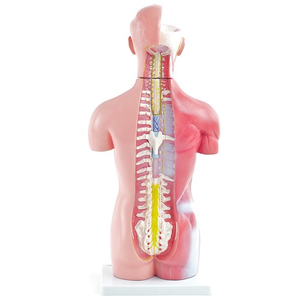 GESCHLECHTSLOSER MENSCHLICHER TORSO
