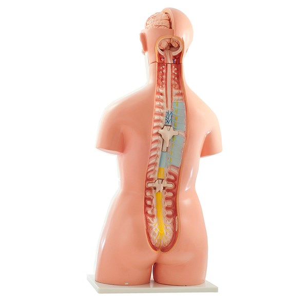 ZWEIGESCHLECHTLICHER MENSCHLICHER TORSO