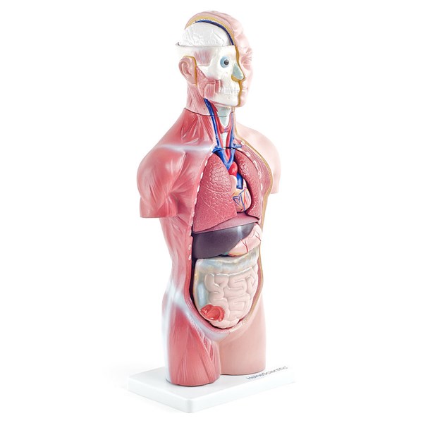 GESCHLECHTSLOSER MENSCHLICHER TORSO