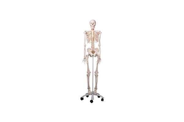 Menschliches Skelett Modell - lebensgroß mit flexibler einstellbarer Wirbelsäule