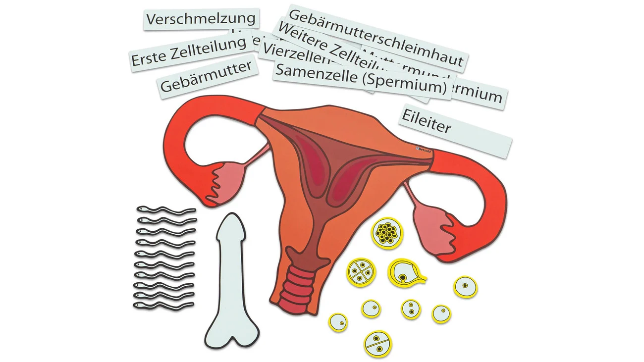 Betzold Ein Kind entsteht