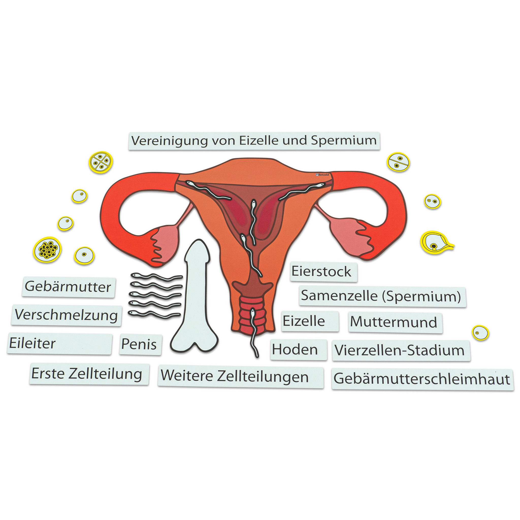 Betzold Ein Kind entsteht