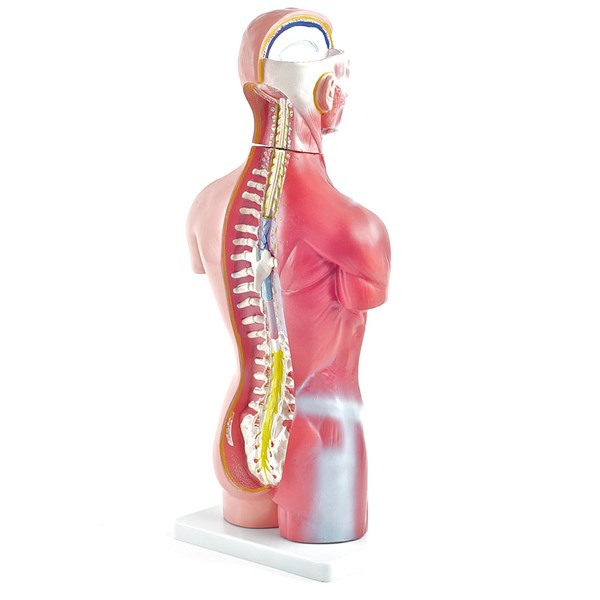 GESCHLECHTSLOSER MENSCHLICHER TORSO