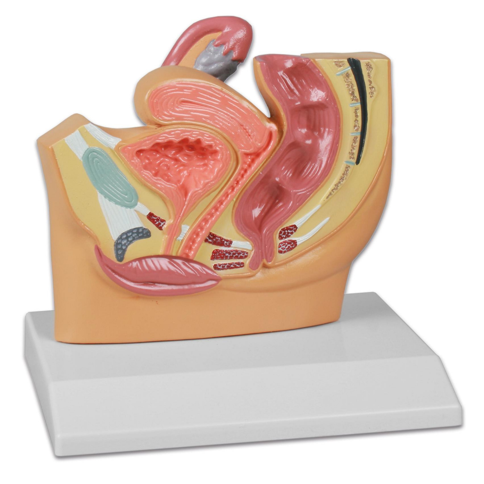 Weiblicher Beckenschnitt