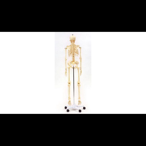 Skelett 170 cm