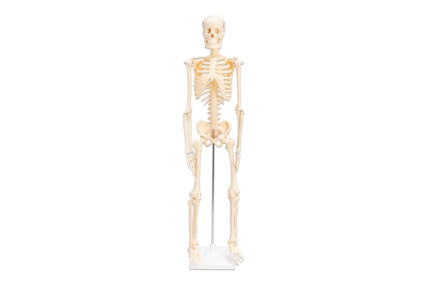Kleines Skelett auf Stativ, ohne Sockel 80 cm hoch